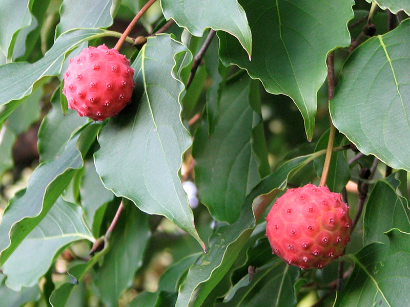 Kousa dogwood berries
