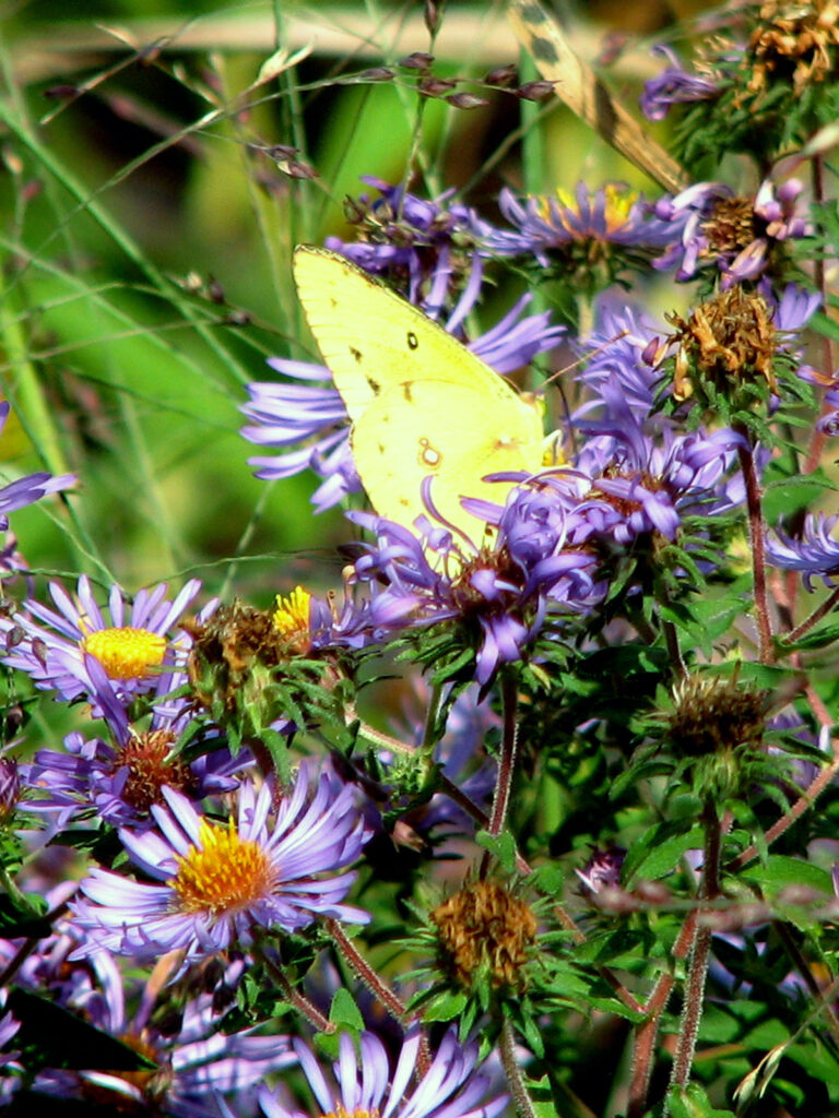 Sulfur butterfly getting fall nectar from an aster