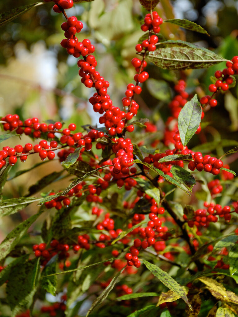 Winterberry berries