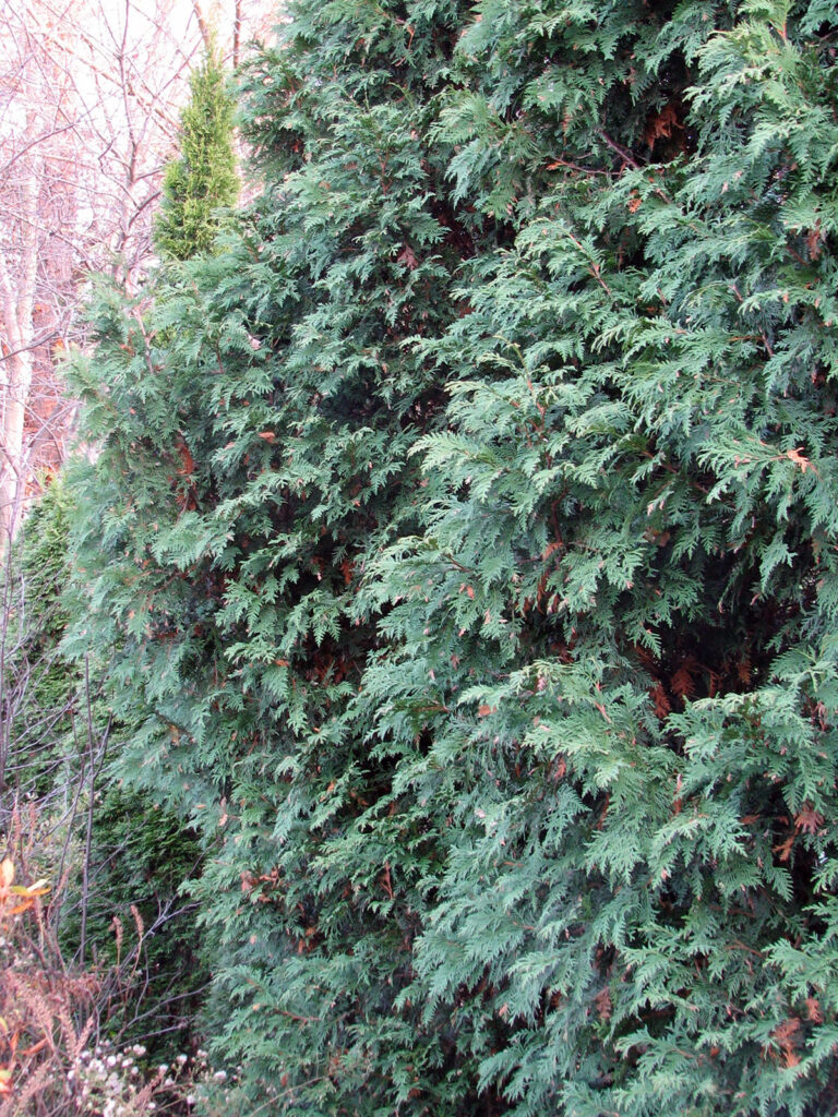 Arborvitae hedge