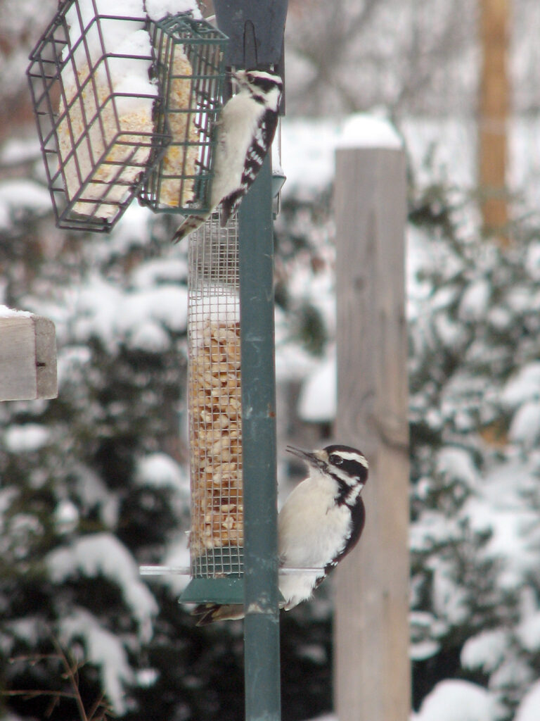Comparing the size of the downy and hairy woodpeckers