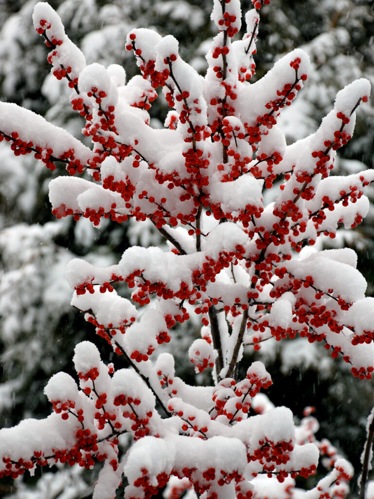Winterberry berries in snow