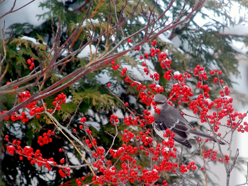 Mockingbird eating winterberries