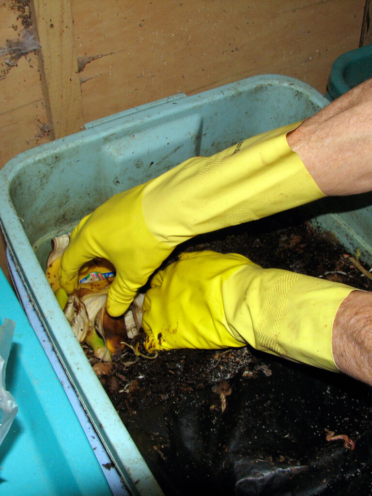 Tending the vermicompost bucket