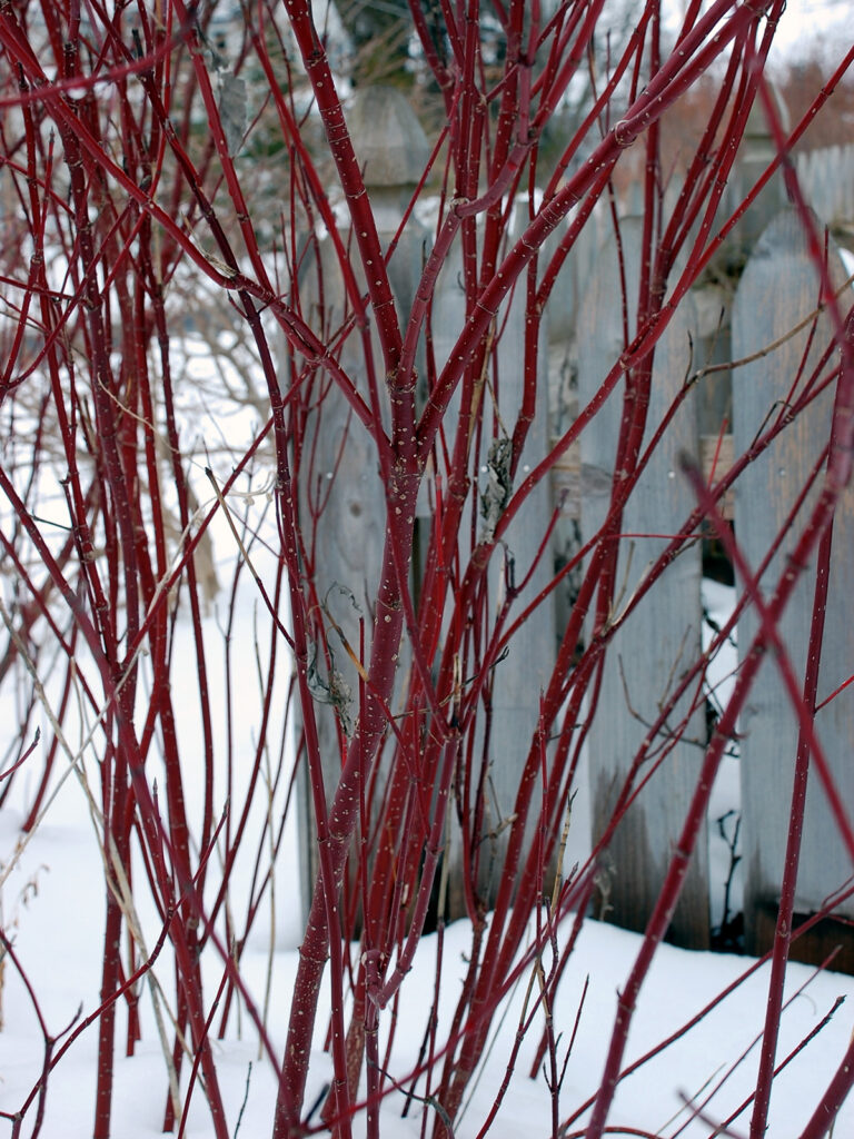 Redtwig dogwood in winter