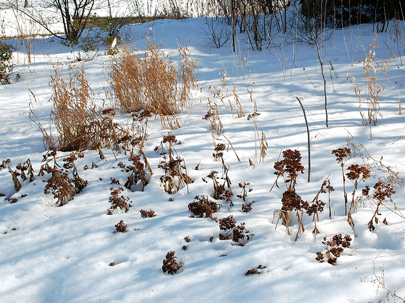 Plants in snow