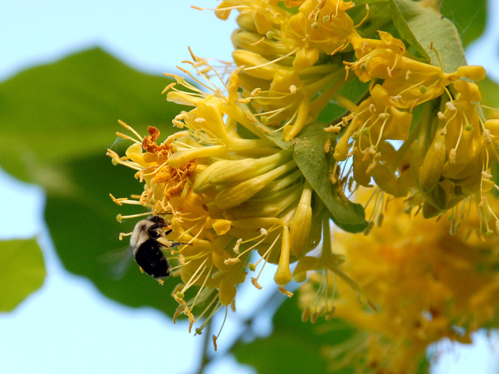 Bee nectaring on hairy honeysuckle