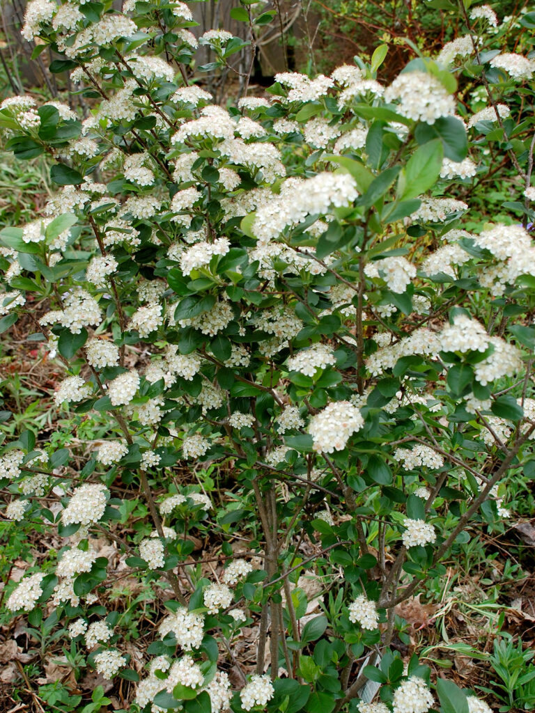 Black chokeberry in flower