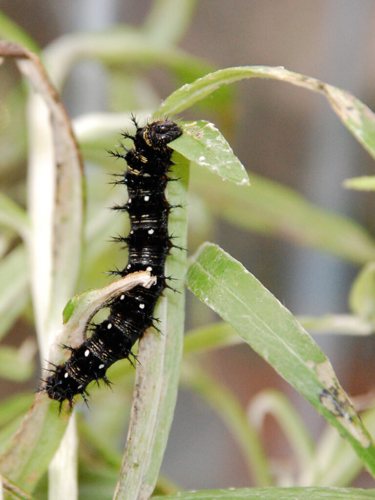 Lady caterpillar on pearly everlasting