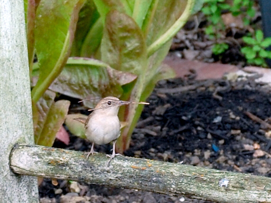 Wren with a stick for its nest