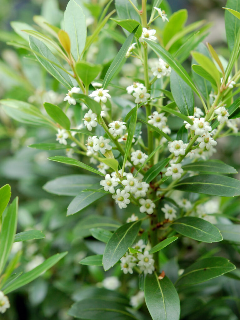 Inkberry flowers