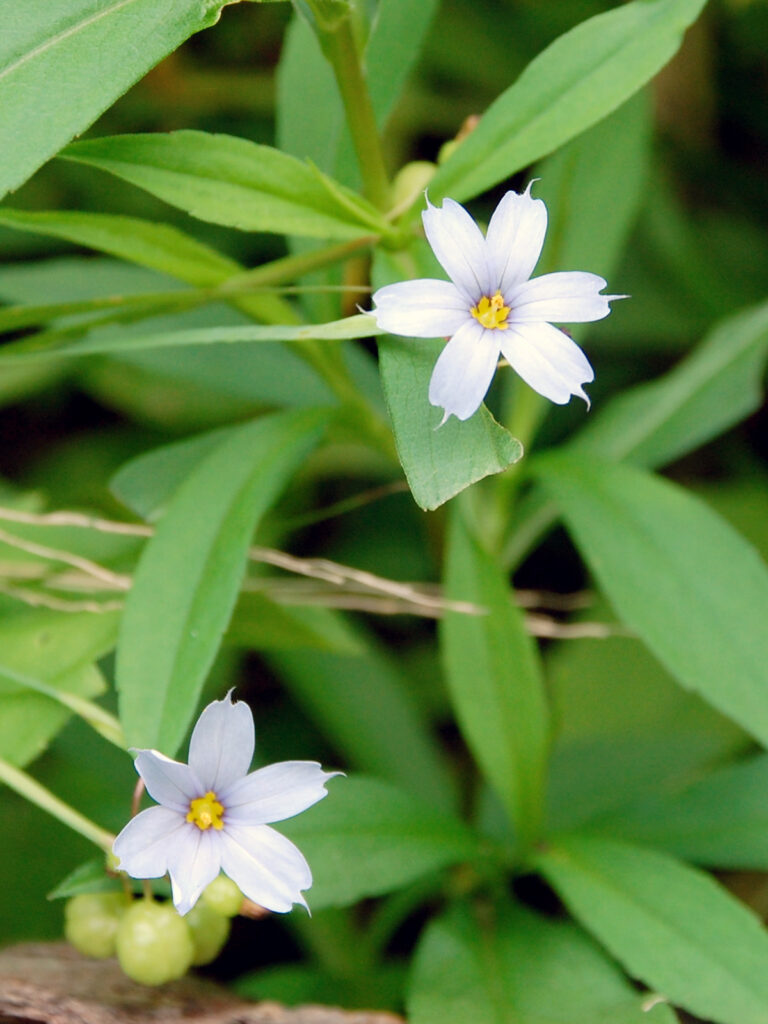 Blue-eyed grass flowers