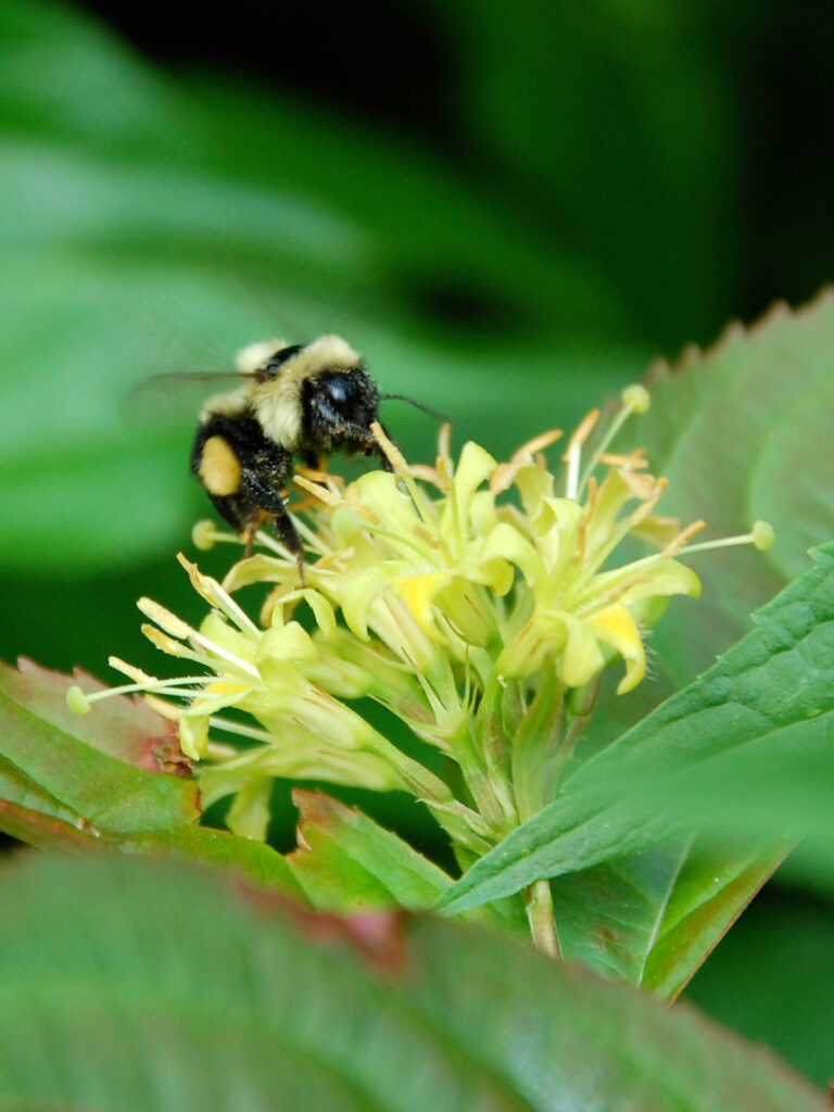 Bumblebee nectaring on diervilla
