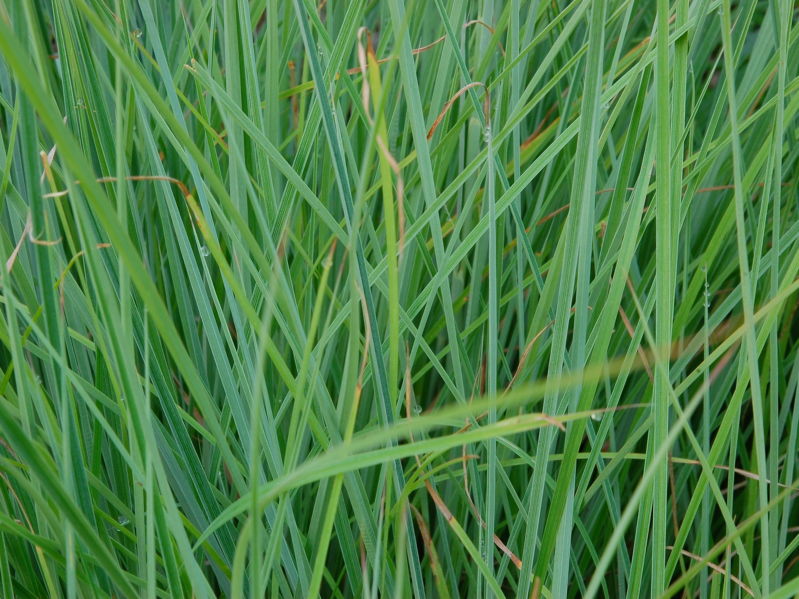 Switchgrass in summer