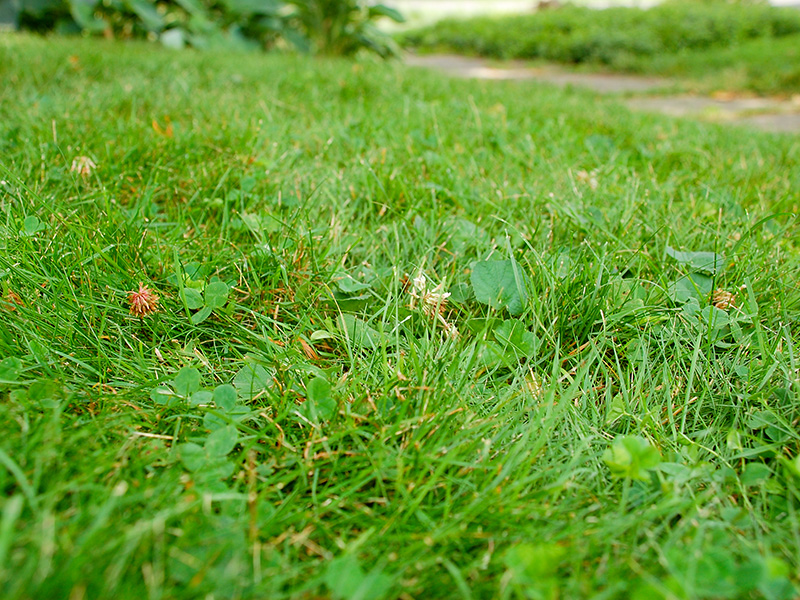 Organic lawn closeup