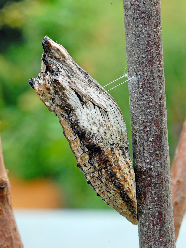 Brown form of the black swallowtail chrysalis