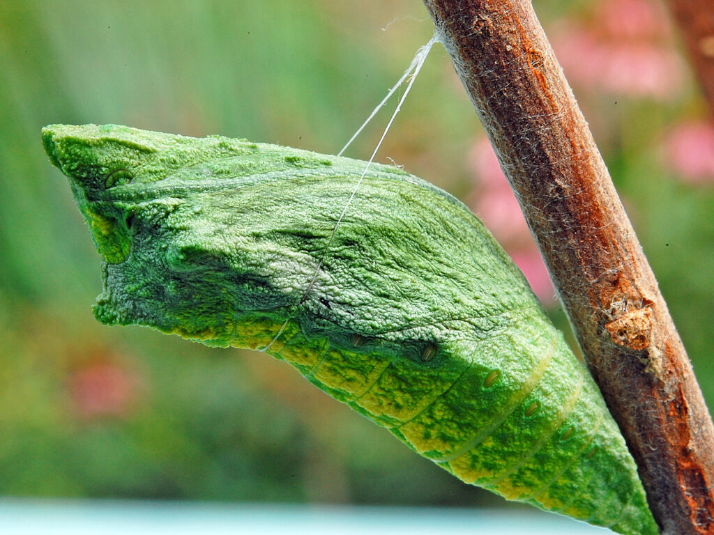 Green form of the black swallowtail chrysalis
