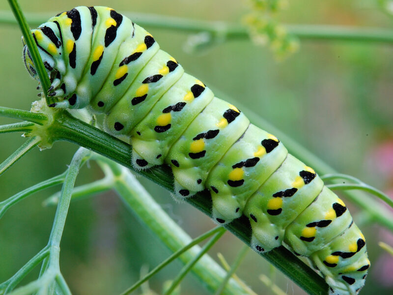 A late instar black swallowtail caterpillar