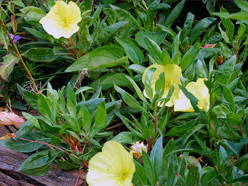 Missouri primrose ©Janet Allen