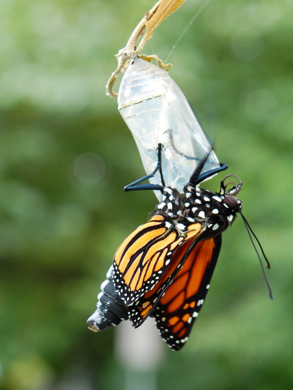 Monarch eclosing