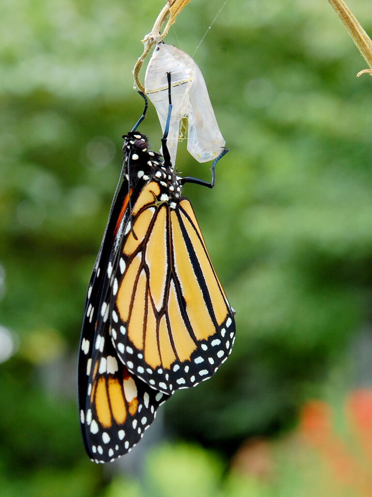 Monarch eclosed