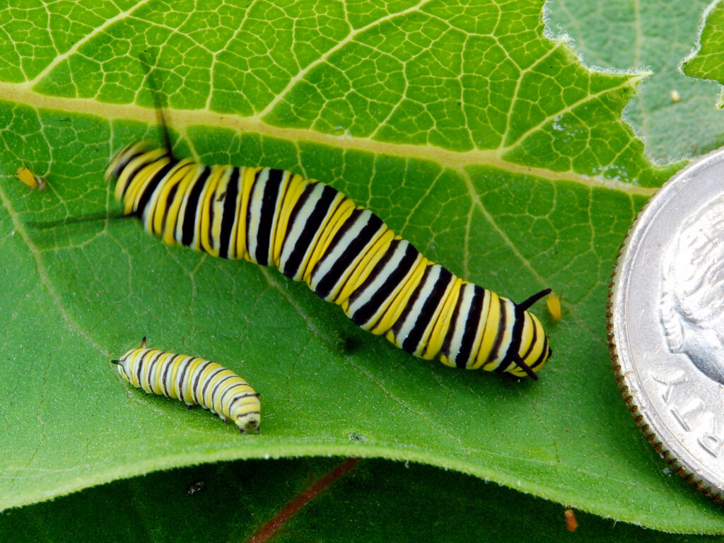 Two stages of the monarch caterpillar