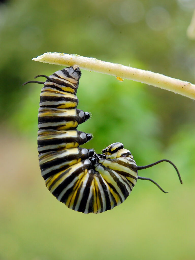 Monarch caterpillar beginning to pupate