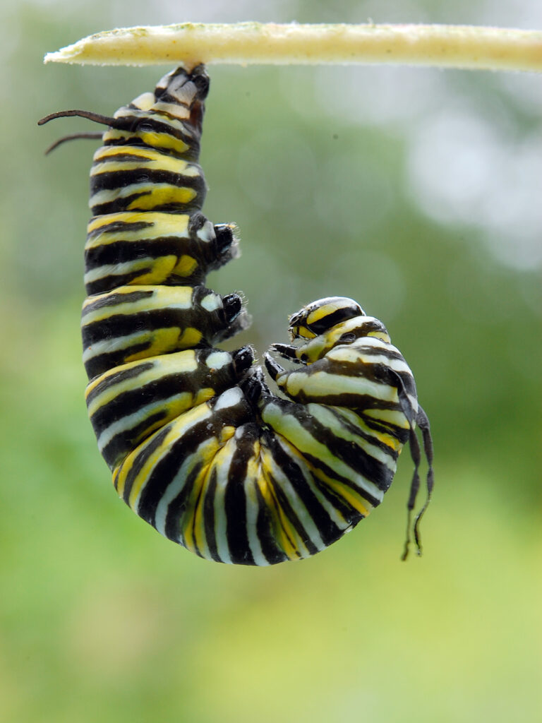 Monarch caterpillar with limp tentacles