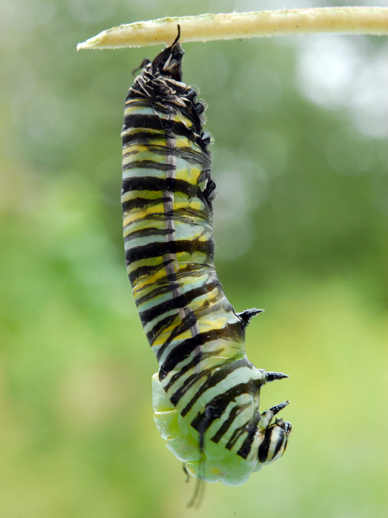 Monarch caterpillar with skin splitting