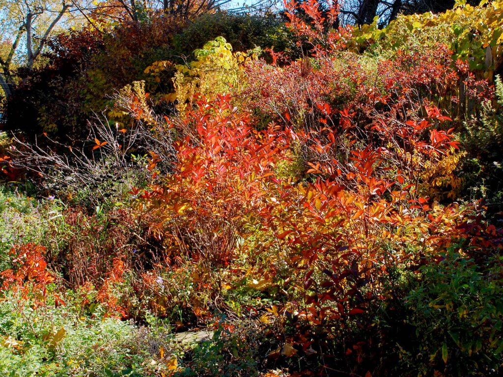 Habitat hedgerow in fall