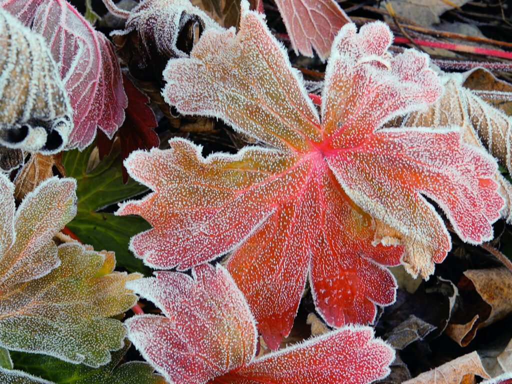 Frost-covered wild geranium leaf in fall