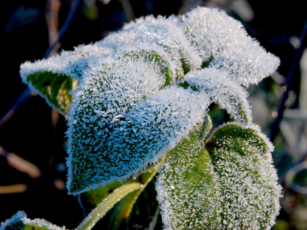 Frost-covered monarda leaf in fall