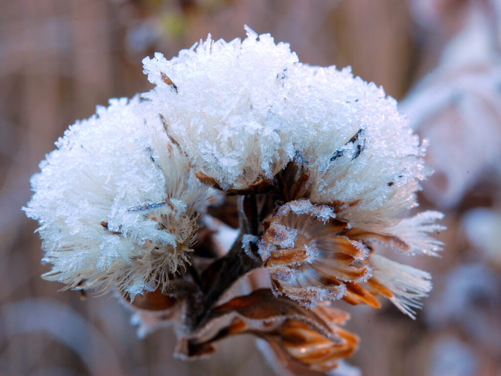 Frost-covered seedhead in the fall