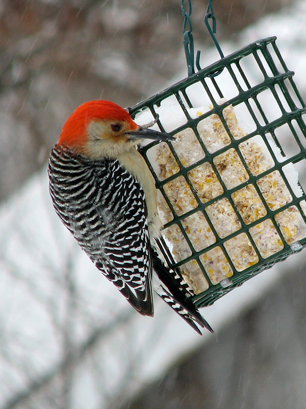 Red-bellied woodpecker ©Janet Allen