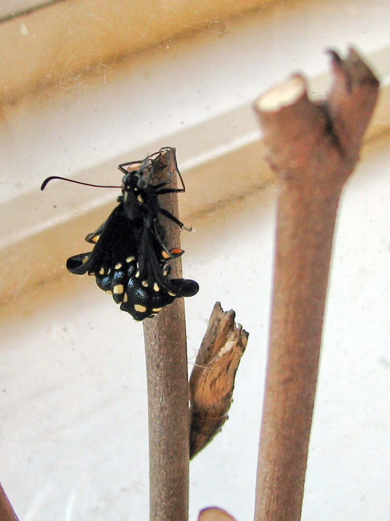 Black swallowtail emerging in May