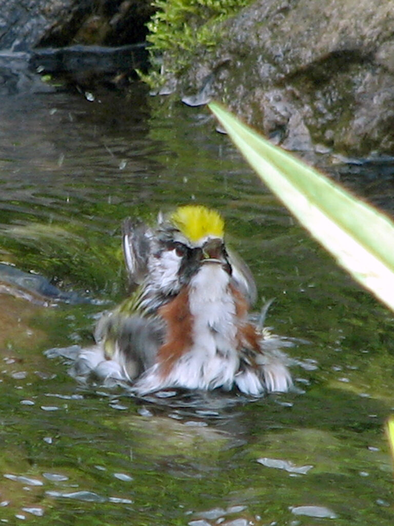 Chestnut-sided warbler