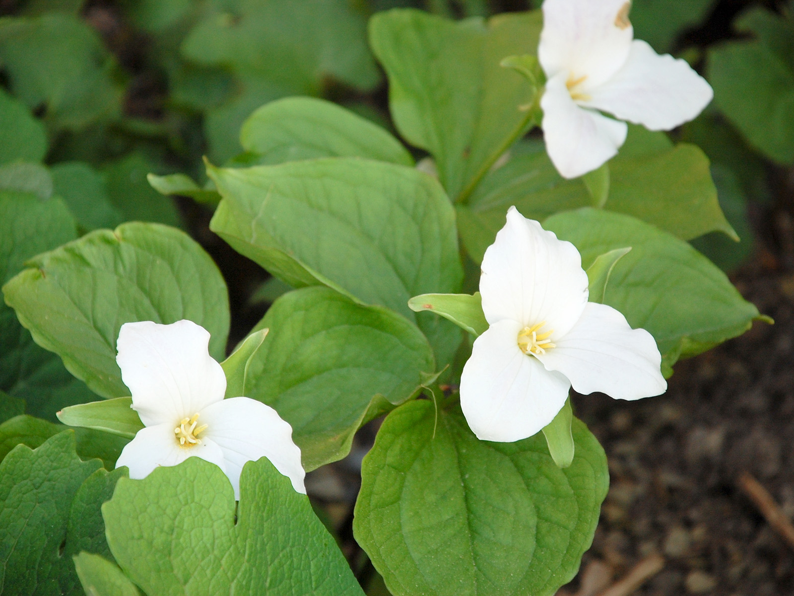 White trillium