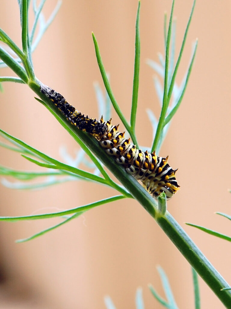 A black swallowtail caterpillar molting