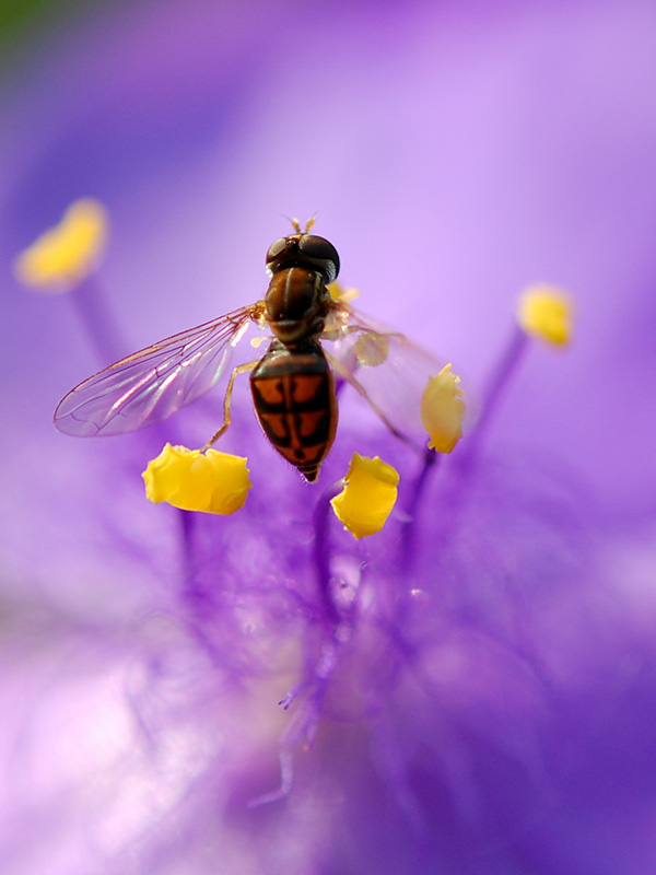 Hoverfly on spiderwort