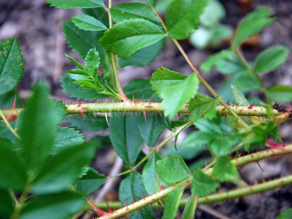 Carolina rose thorns