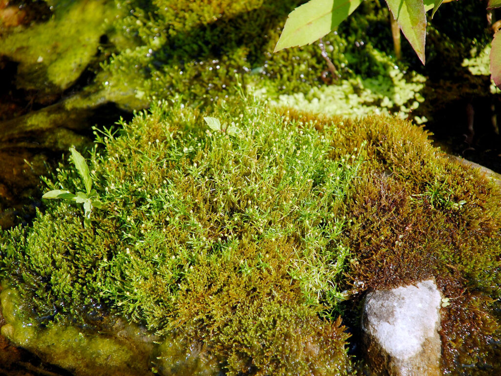 Mosses – Our Habitat Garden