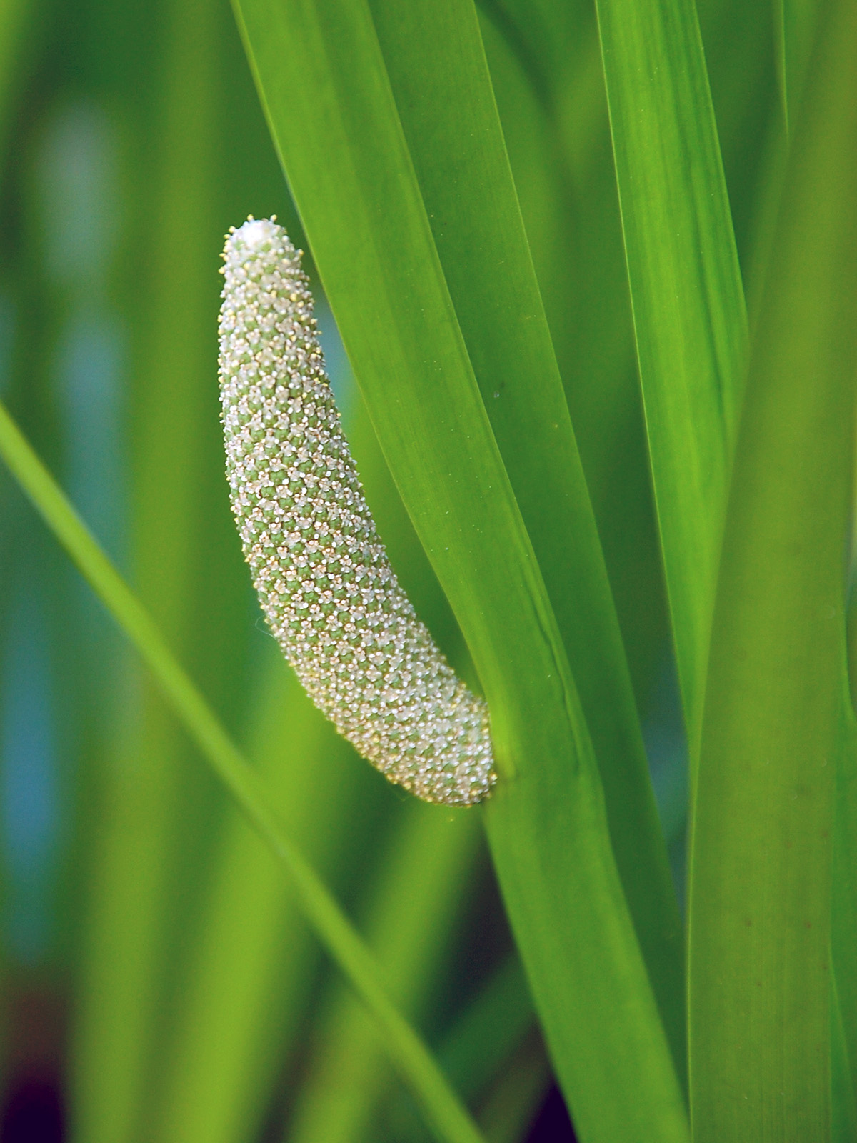 Sweetflag seedpod