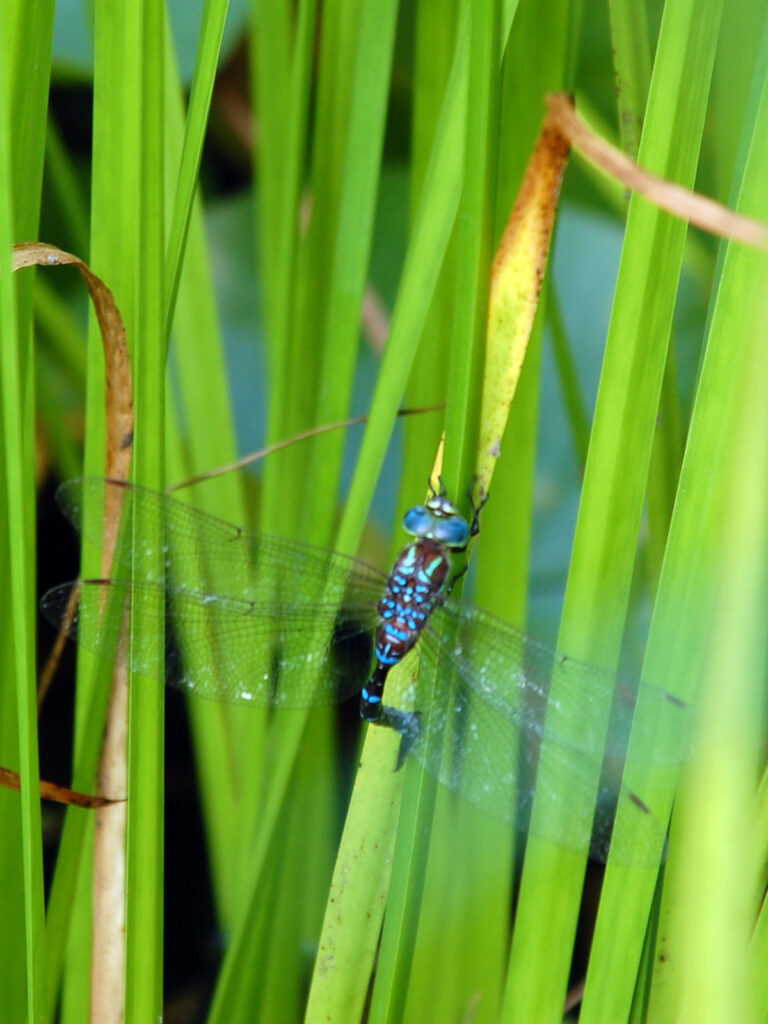 Female black-tipped darner