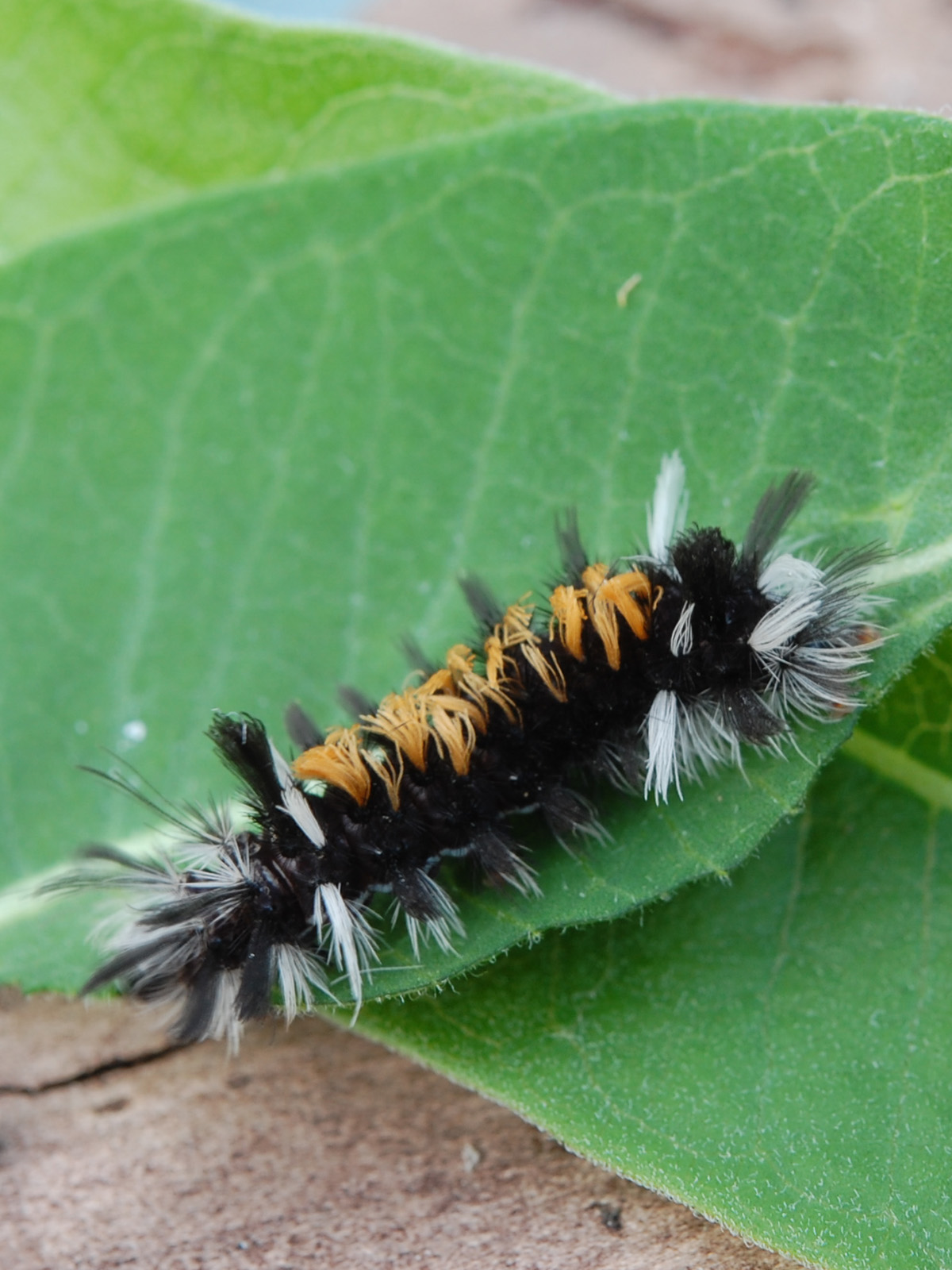 Our other moths – Our Habitat Garden