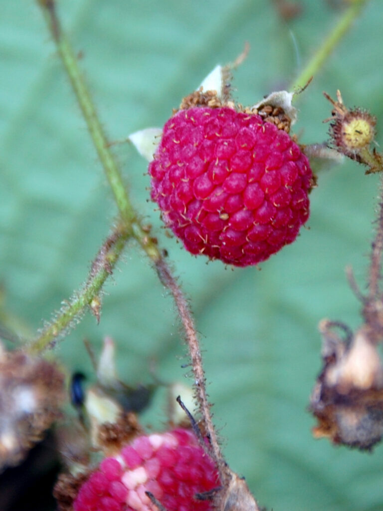 Flowering raspberry berry