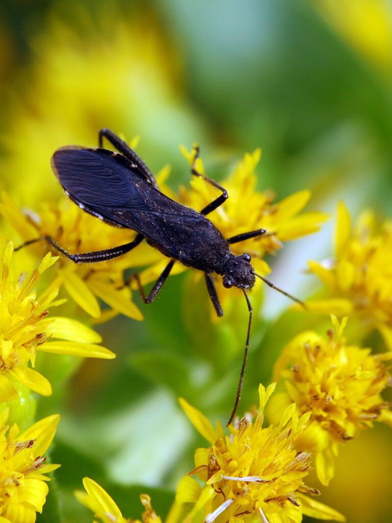 Black broad-headed bug
