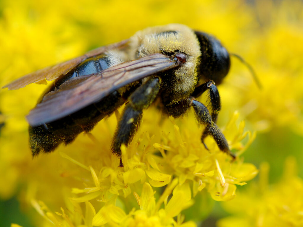 Bumblebee pollinating goldenrod