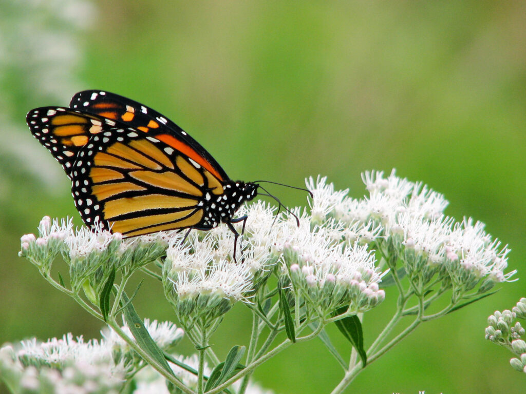 Monarch nectaring on boneset