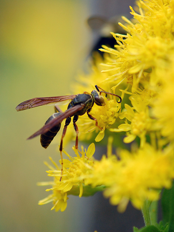 Wasp on goldenrod