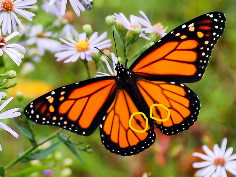 Male monarch's scent glands